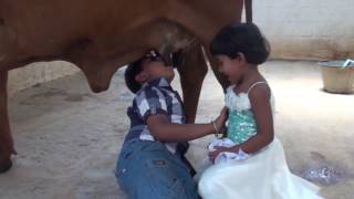 Kids drink milk straight from Indian cows udders [upl. by Nahc]