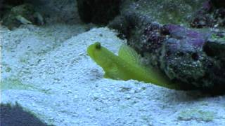 Goby and Pistol Shrimp Sand [upl. by Fridlund972]