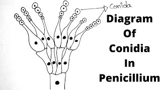 How To Draw Penicillium Diagram  Diagram of Conidia in Penicillium in Very Simple amp Easy Way [upl. by Faustena]