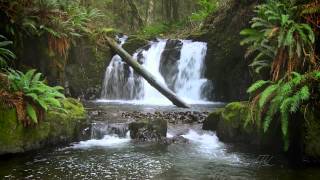 The Forest Waterfall HD  The Calming Sound of Water [upl. by Ingra]