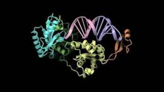 Mechanism of templateindependent CCA addition by CCAadding enzyme [upl. by Adnohral405]