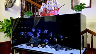 5 Insane Frontosa Cichlid Tank  Beautiful and Clean Frontosa Aquarium [upl. by Raven]