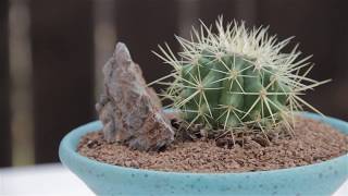 Echinocactus grusonii “Golden Barrel” [upl. by Nywrad]