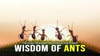 Wisdom Of The Ants  Best Motivational Video [upl. by Anahs]