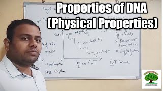 Properties of DNA Physical Properties [upl. by Atsejam231]