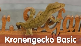 Reptil TV  Folge 97  Kronengecko Basic [upl. by Dayiz]