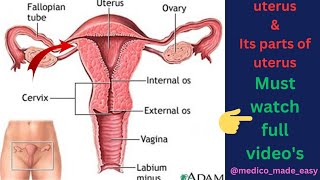 Uterus ll Anatomy of Uterus in hindi ll Function of uterusll Bd Chaurasia ll BAMS ll Bsc ll ANM ll [upl. by Bailey]