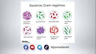 Descubren nuevo compuesto capaz de destruir bacterias super resistentes a los fármacos [upl. by Ydoc]