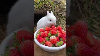 little bunny। cute rabbit eating strawberries। shorts cute rabbit animallover [upl. by Ahsait]