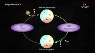 Pyruvate Dehydrogenase Complex  Dr G Bhanu prakash  Biochemistry Highyield Usmle step 1 lecture [upl. by Dnamron]