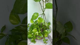 Money Plant Growth Ideas viralvideo shortvideo naturelovers moneyplant growth [upl. by Kcyred]