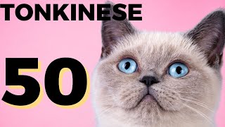 50 interesting facts about Tonkinese cat  Tonkinese Everything you need to know [upl. by Amity]