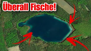 Was lebt in diesem kleinen glasklaren Waldsee [upl. by Gnuhc]