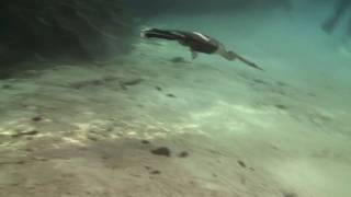 Anhinga and Cormorant swimming underwater [upl. by Anitnelav]