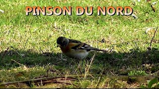 PINSON du NORD et PINSON des ARBRES [upl. by Dranyer]