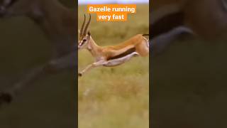 Gazelle running very fast  gazelle sound shorts gazelle [upl. by Yracaz]