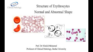 Vet Hematology Lecture 2 1 Erythrocytes morphology Arabic tutorial [upl. by Campney824]