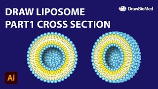 Draw Liposomes Part 12 Cross Section  Scientific Illustration  Graphical Abstract [upl. by Irap]