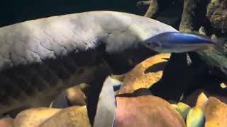 The World’s Oldest Living Aquarium Fish Australian Lungfish [upl. by Elime]