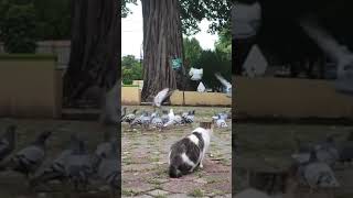 cat and pigeons cat cats pigeon pigeons [upl. by Notgnirrab]