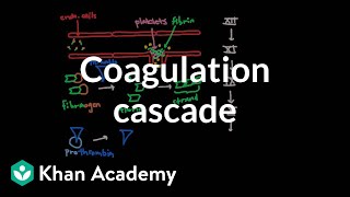 Coagulation cascade  Human anatomy and physiology  Health amp Medicine  Khan Academy [upl. by Ahseena]