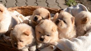 4 weeks old chowchow puppies [upl. by Domini]