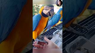 আজকে Parrot পাখিকে কলা খাওয়ালাম।shorts ytshorts parrot [upl. by Laurin216]