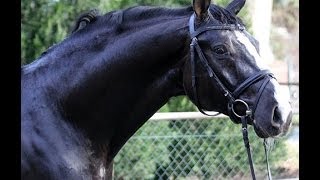 wwwsporthorsesonlinecom 2007 Hanoverian Hunter  Jumper gelding flatwork sold [upl. by Elle701]