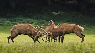 Brame du cerf  1309  06102024  Domaine des Grottes de Han [upl. by Htebasil]