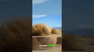 Tumbleweeds life cycle sciencefacts scienceshorts [upl. by Dilaw]