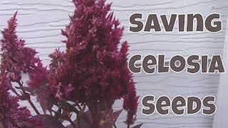 How to Harvest Celosia Seeds and Separate the Seeds From the Chaff [upl. by Pratt329]