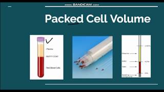 Packed cell volume Hematocrit [upl. by Raouf455]