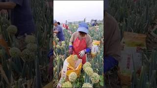 Amazing China Onion Farming 😲 agriculture china farming [upl. by Thalassa]