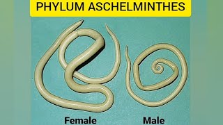 Phylum AschelminthesAnimal kingdomaschelminthesround wormsquick revision [upl. by Rebor]