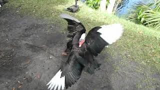 Two young Muscovy ducks have a big fight [upl. by Jariv89]