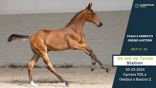 Un ami de Termo – Foals amp Embryo’s Online Auction – Paardenveilingonlinecom [upl. by Ocir261]