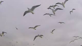 VIDEOS WITH BEAUTIFUL SEAGULLS FLYING SOON FREE AND LOOSE IN NATURE UPDATED 2022 [upl. by Merwyn]