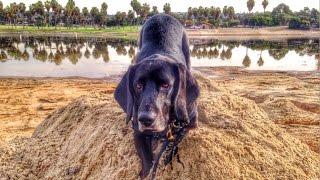 Basset Hound Nose Work Training [upl. by Niu]