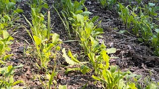 Nutrient cycling and thatch breakdown [upl. by Mikol652]