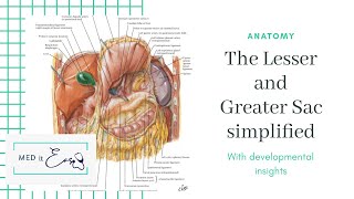 Lesser sac and Greater sac simplified  Development  Anatomy of the Peritoneum  Med It Easy [upl. by Etteval]