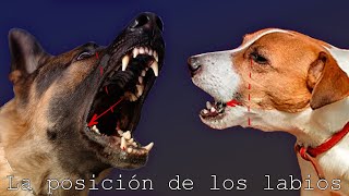 La fluidez de las relaciones sociales  Los labios hacia delante  parte 7  Etología canina [upl. by Navoj]