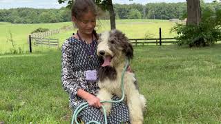 Meet Iris  an F1 Sheepadoodle Puppy from Sheepadoodle pup [upl. by Ennaer]