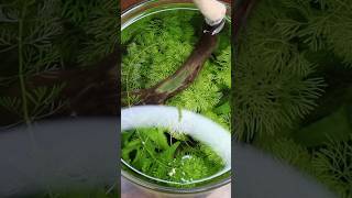 15 year old jar aquarium is thriving [upl. by Novikoff]