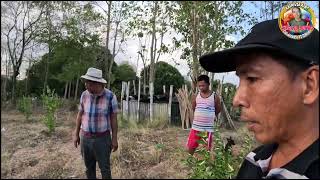 CALAMANSI KULANG 2 TAON NA BAHAGYA LANG LUMAKI SA TALUGTOG NUEVA ECIJA [upl. by Donahue]