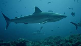 Underwater Sharks Ocean [upl. by Iht929]