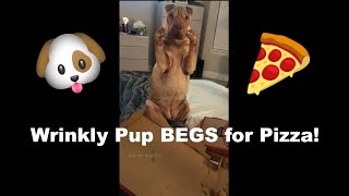 Shar Pei Wants Pizza [upl. by Edualc]