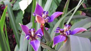 Regina Blue Walking Iris blooms opening in Florida Neomarica caerulea [upl. by Iraj]