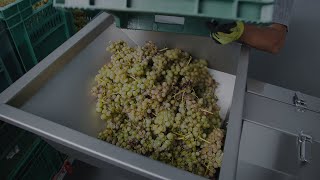 Destemming grapes at a winemaker I SRAML DS10C Destemmer [upl. by Ehsrop]