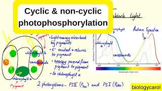 Cyclic and noncyclic photophosphorylation [upl. by Idas68]