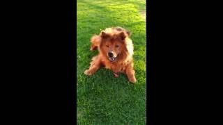 Playful chow chow mix [upl. by Vinaya]